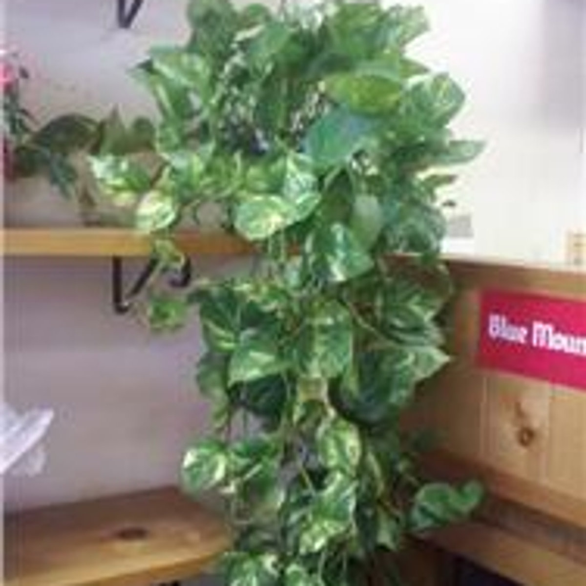 Half dozen rose vase