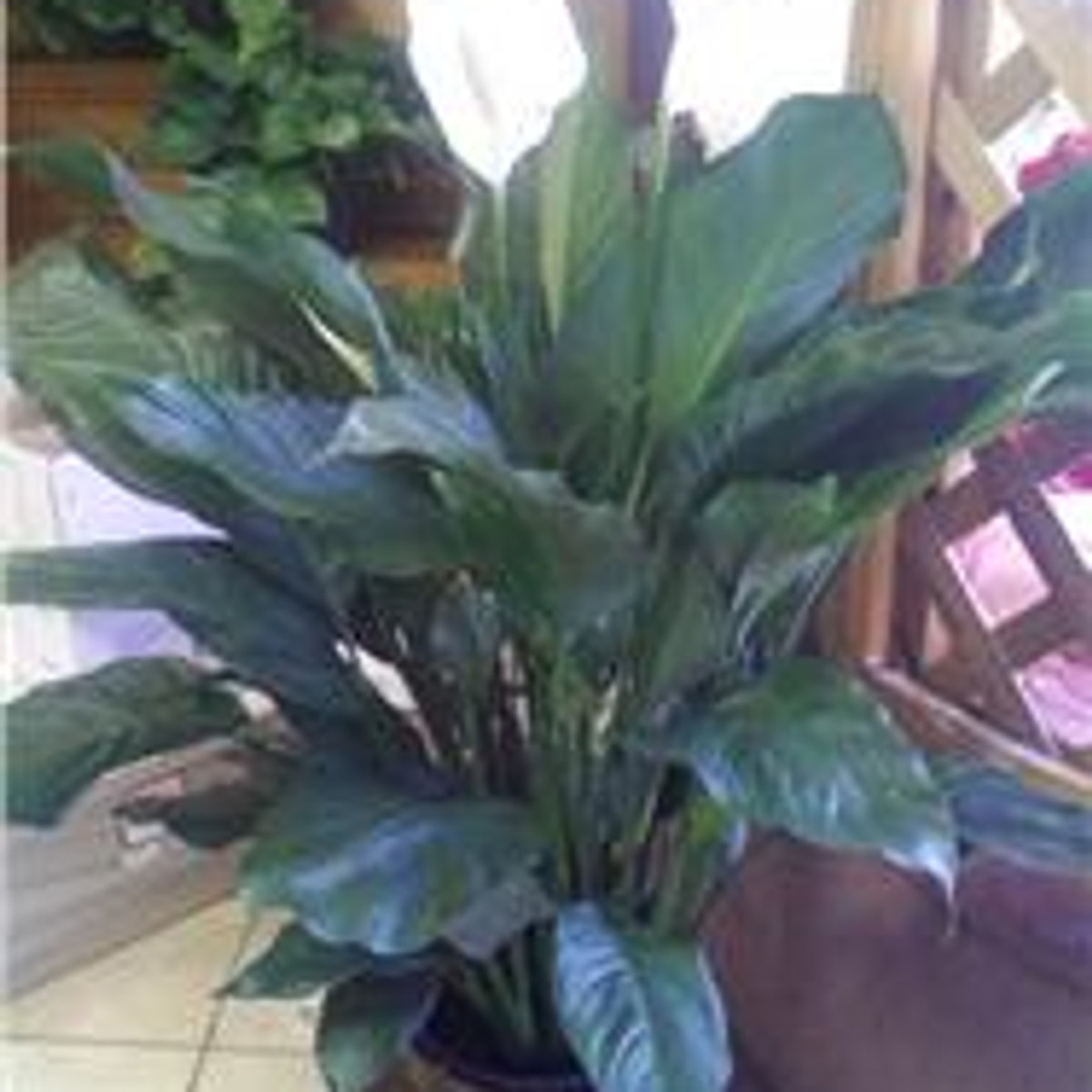 Assorted color dozen rose vase